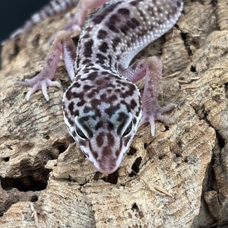 Mack Snow Black Pearl Charcoal 2026 Leopard Gecko