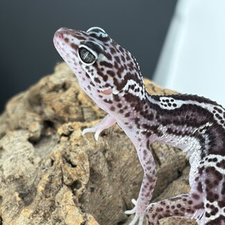 Black Night Mack Snow Leopard Gecko 'OT'