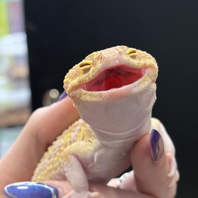 Mack Snow RAPTOR 2024 Male Leopard Gecko