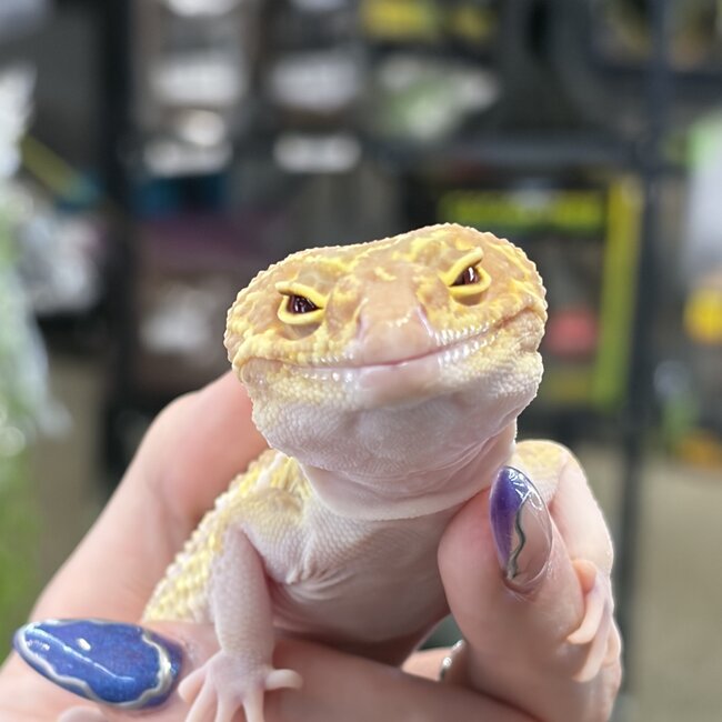Mack Snow RAPTOR 2024 Male Leopard Gecko