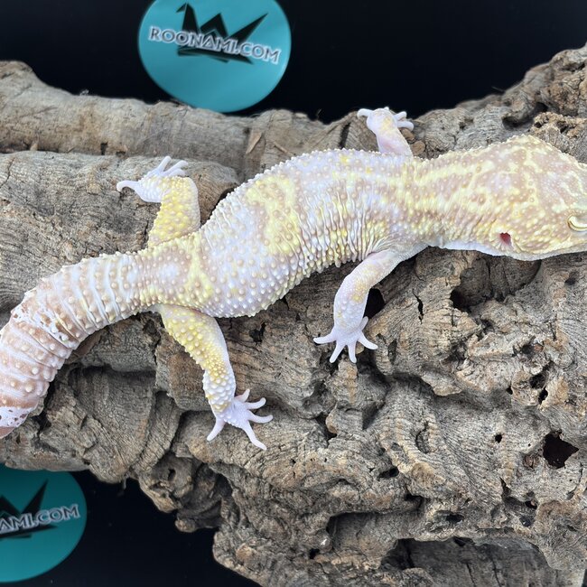 Mack Snow RAPTOR 2024 Male Leopard Gecko