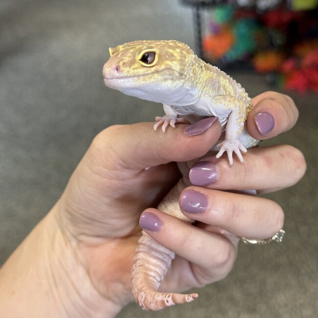 Mack Snow RAPTOR 2024 Male Leopard Gecko