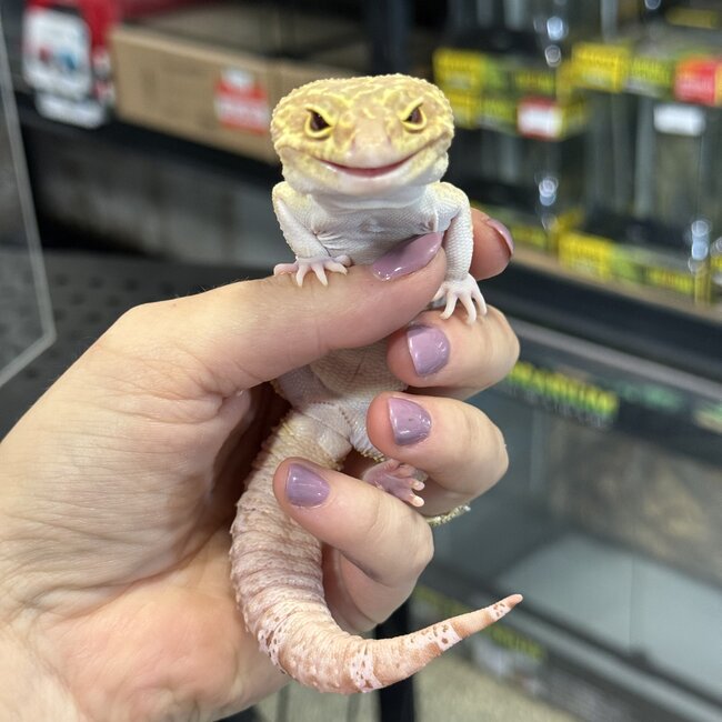 Mack Snow RAPTOR 2024 Male Leopard Gecko