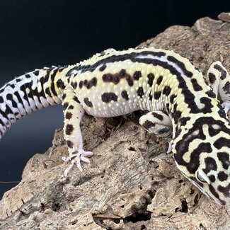 Bold Bandit Male 2025 Leopard Gecko 'S31'