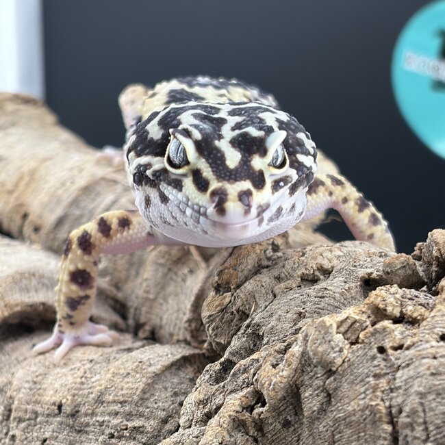 Bold Bandit Male 2025 Leopard Gecko 'A'