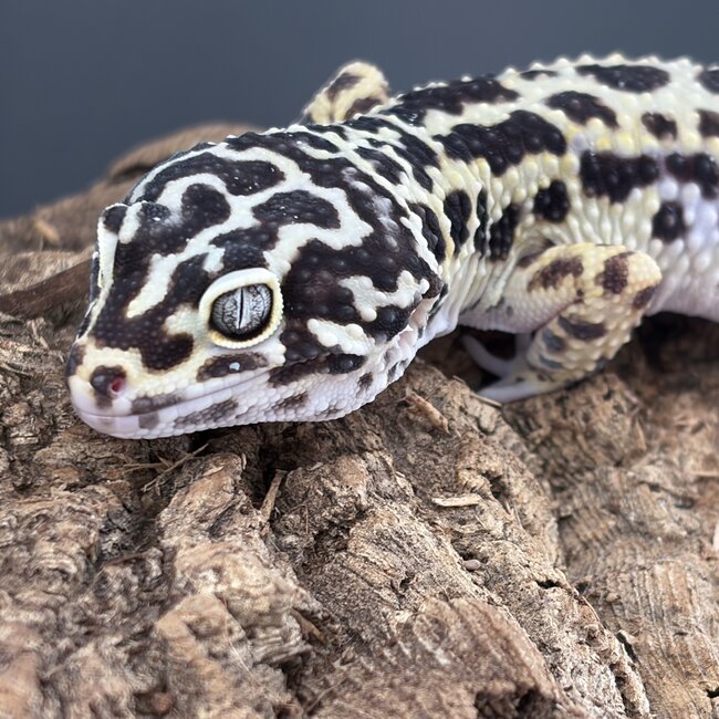 Bold Bandit Male 2025 Leopard Gecko 'A'