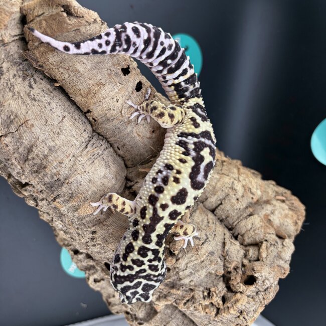 Bold Bandit Male 2025 Leopard Gecko 'A'
