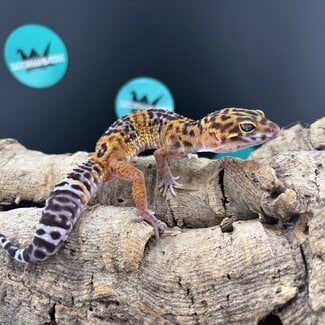Melanistic Tangerine Male 2026 Leopard Gecko