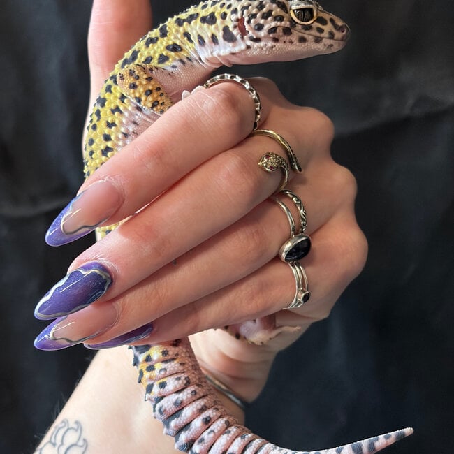‘Moshi’ Leopard Gecko Female 2023