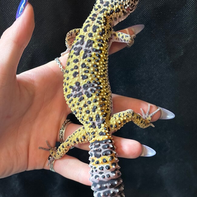 ‘Moshi’ Leopard Gecko Female 2023