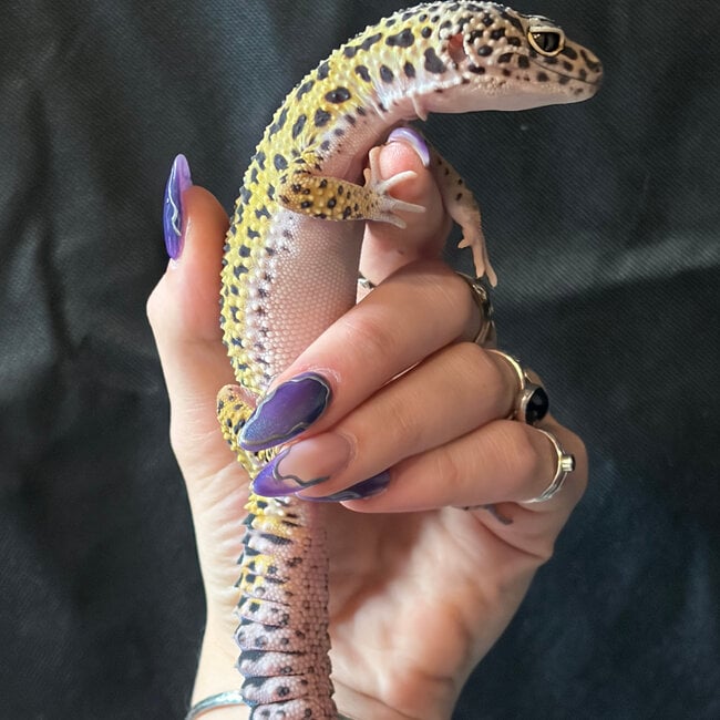 ‘Moshi’ Leopard Gecko Female 2023