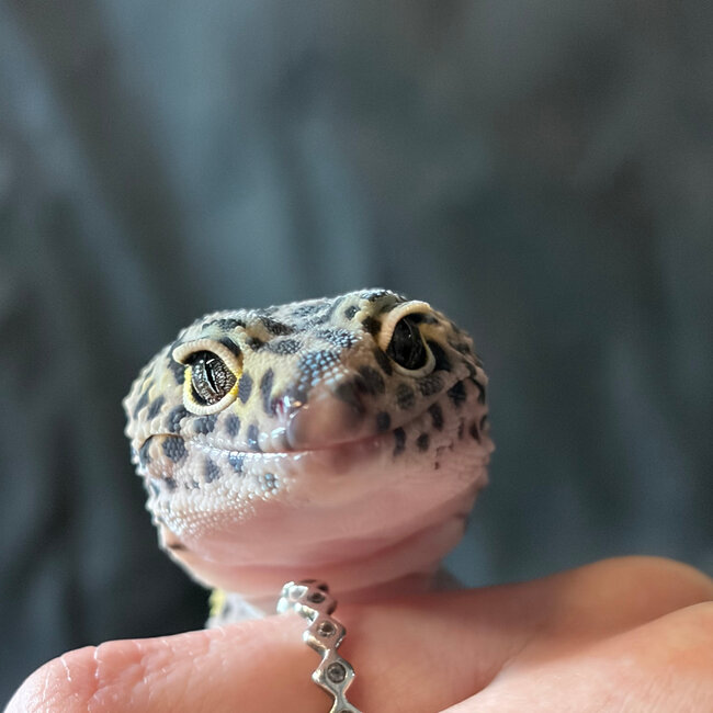 ‘Moshi’ Leopard Gecko Female 2023