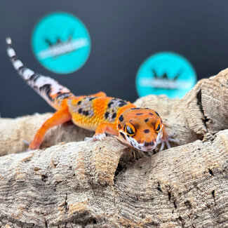 Blood Emerine Leopard Gecko 'b11'