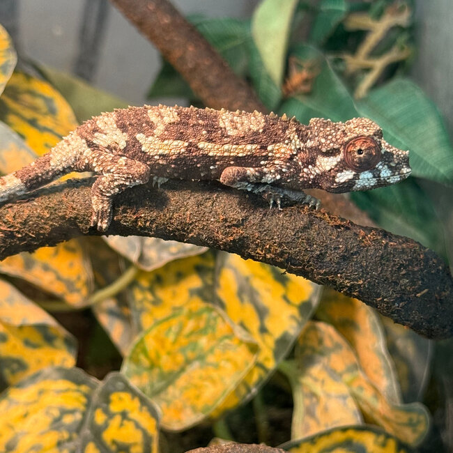 CB Yellow Crested Jacksons Chameleon, Trioceros jacksonii ssp. xantholophus