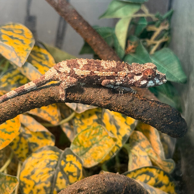 CB Yellow Crested Jacksons Chameleon, Trioceros jacksonii ssp. xantholophus
