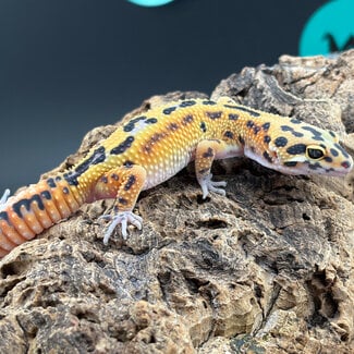 Blood Emerine Leopard Gecko ‘BE’