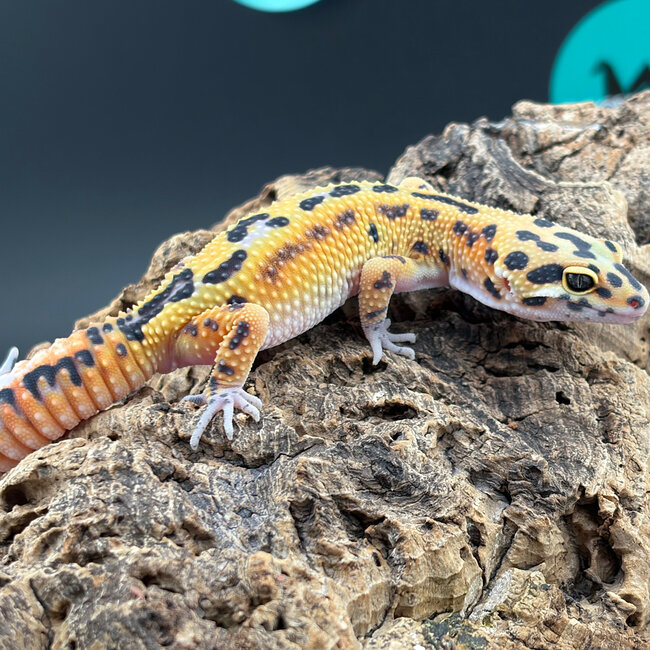 Blood Emerine Leopard Gecko ‘BE’