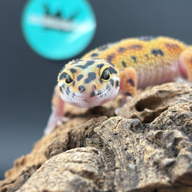 Blood Emerine Leopard Gecko ‘BE’