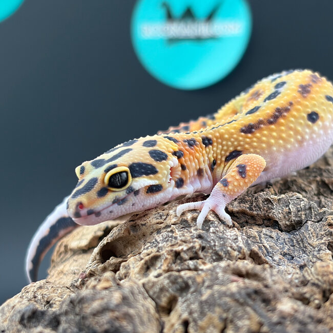 Blood Emerine Leopard Gecko ‘BE’