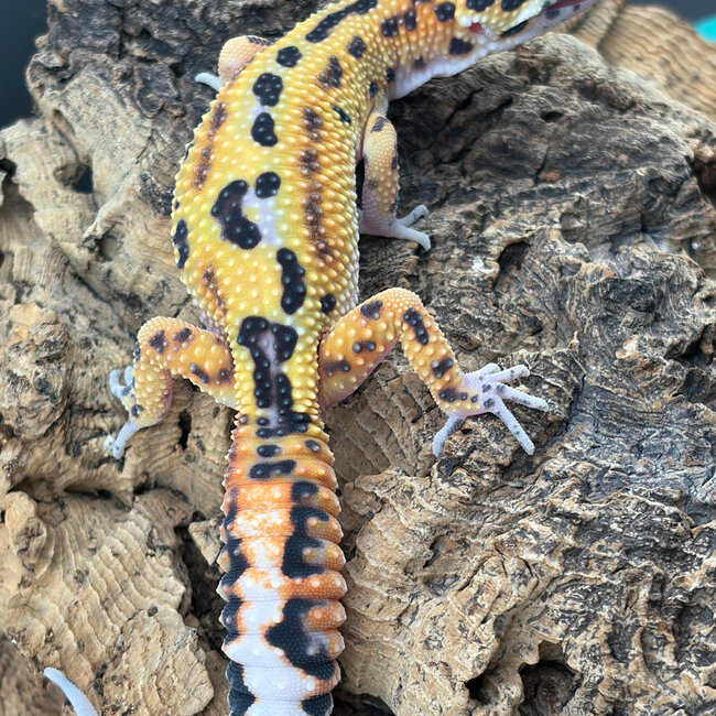 Blood Emerine Leopard Gecko ‘BE’