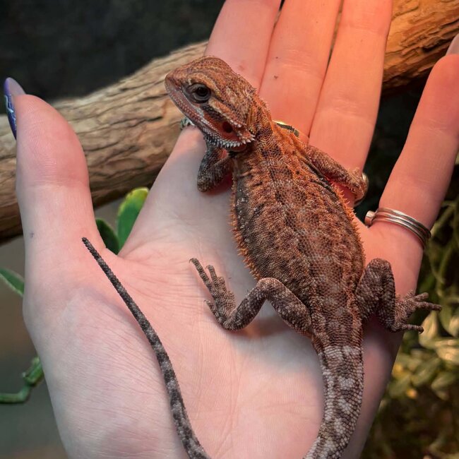 Translucent Leatherback Dunner 50% Red Monster Bearded Dragon 'w'