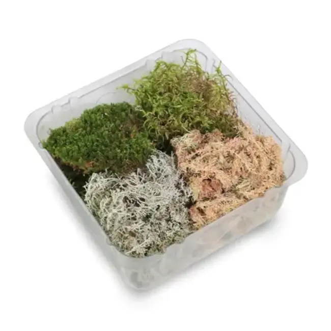 Mossify Revita-Moss Mixed Pack
