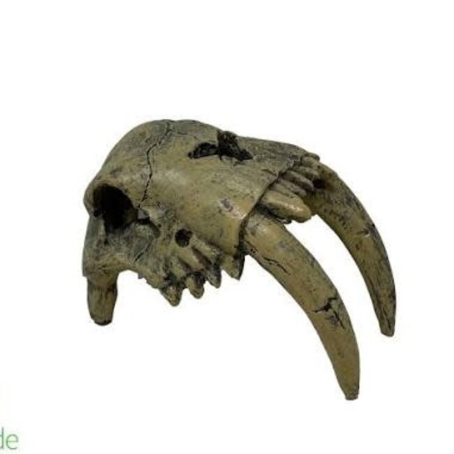 The BioDude Dino Decor Sabertooth Tiger Skull 5.2” x 3.5” x 4”