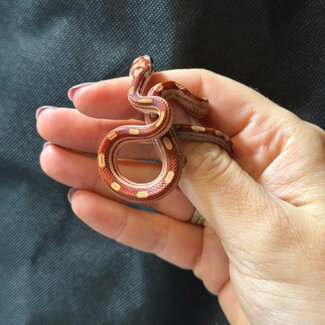 Motley Corn Snake ‘A87’