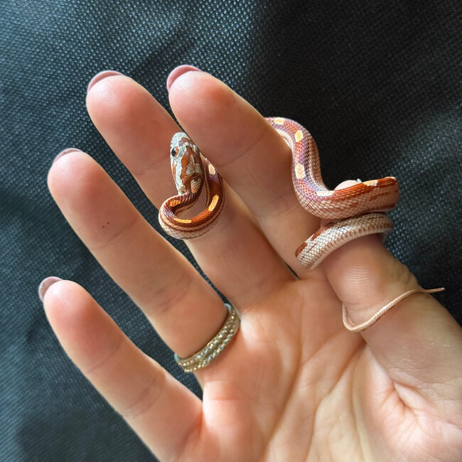Motley Corn Snake ‘A87’