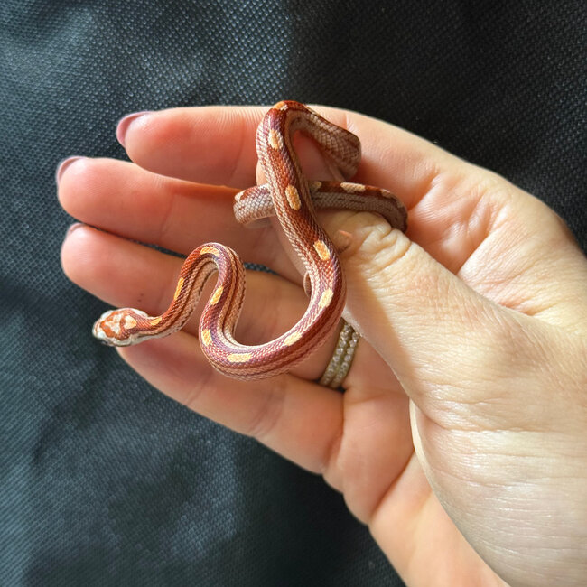 Motley Corn Snake ‘A87’