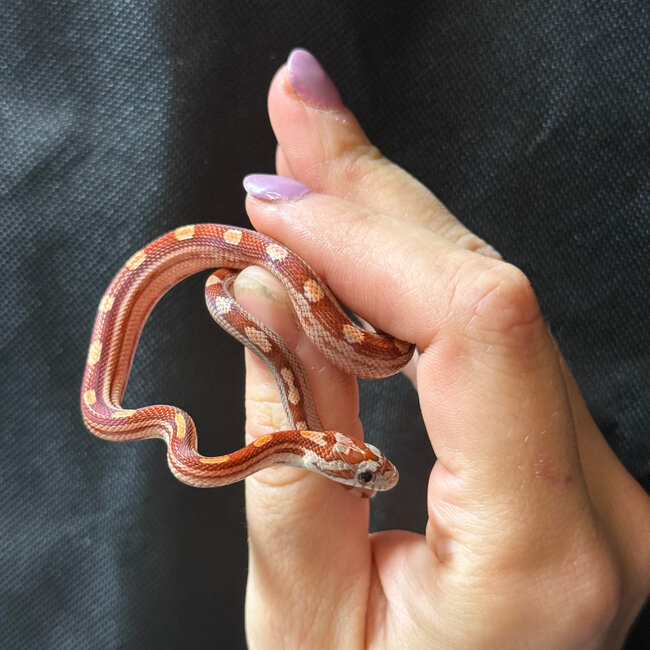 Motley Corn Snake ‘A87’