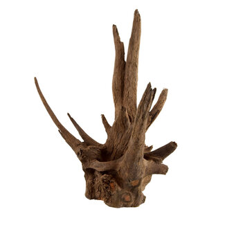 Eucalyptus Root Nano 5-10"