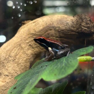 Allobates zaparo Dart Frog