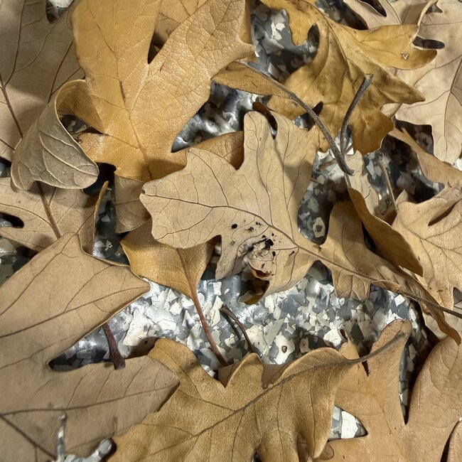 Oak Leaf 5g Mini Pack