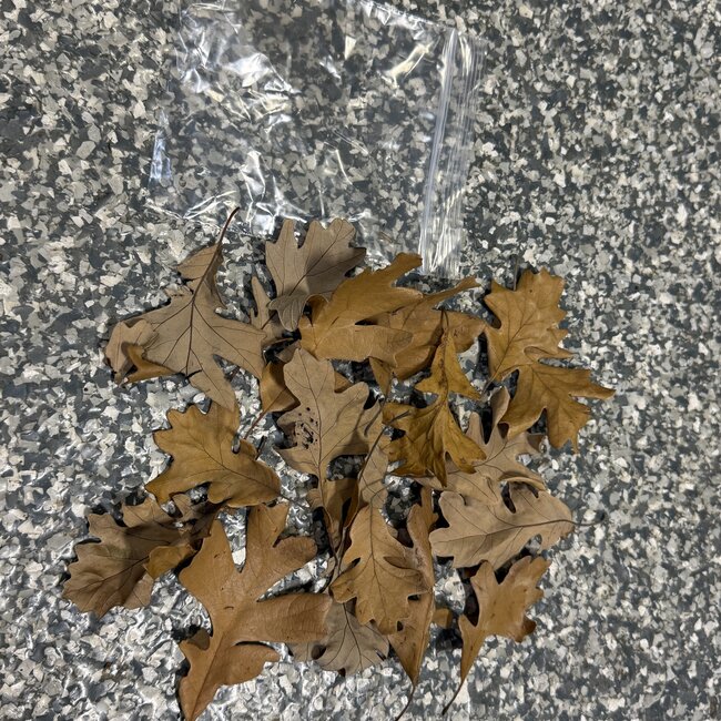 Oak Leaf 5g Mini Pack