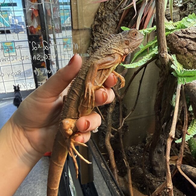 Green Iguana - Red Phase