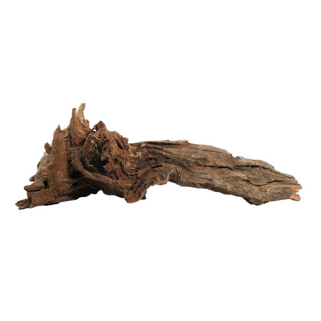 Kapas Root - Medium 8-12"