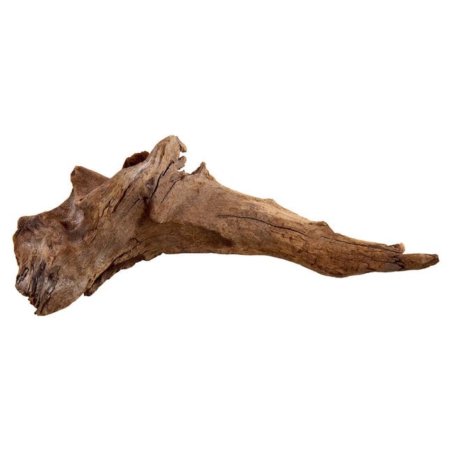 Kapas Root - Medium 8-12"