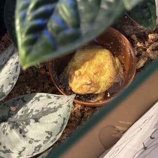 Pikachu Pacman Frog 'Rocko' SP