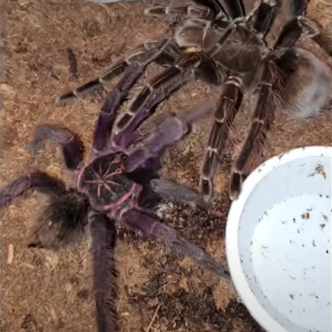 Brazilian Pinkbloom 1.5" Pamphobeteus sp. "Machalla" Tarantula