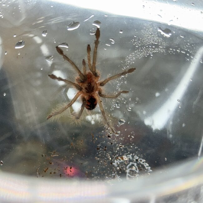 Brazilian Pinkbloom 1.5" Pamphobeteus sp. "Machalla" Tarantula