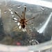 Brazilian Pinkbloom 1.5" Pamphobeteus sp. "Machalla" Tarantula