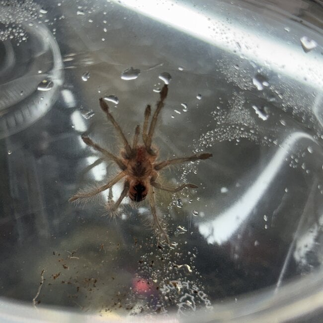 Brazilian Pinkbloom 1.5" Pamphobeteus sp. "Machalla" Tarantula