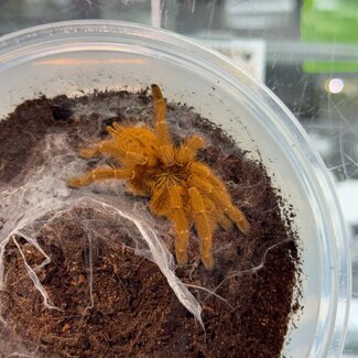 Pterinochilus murinus "RCF" 2" Tarantula Usambara Orange Baboon