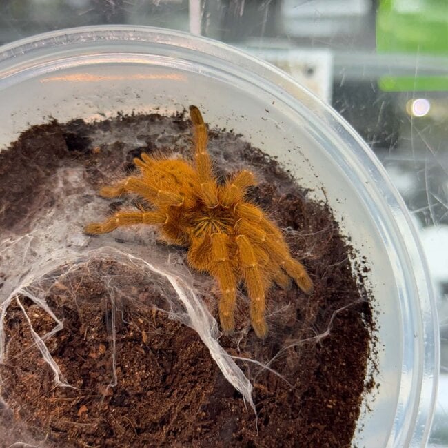 Pterinochilus murinus "RCF" 2" Tarantula Usambara Orange Baboon