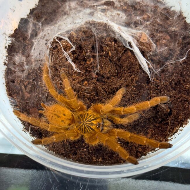 Pterinochilus murinus "RCF" 2" Tarantula Usambara Orange Baboon
