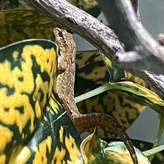 Bavayia cyclura, Günther's New Caledonian Gecko