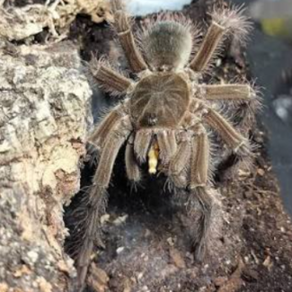 Theraphosa blondi, 3" Female Goliath Bird Eater