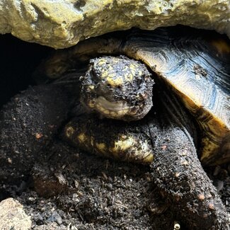 Red Foot Tortoise 'Mini Swiss' Female SP