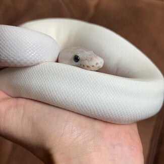 Ivory Ball Python 'Snowball' SP